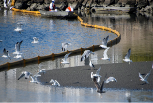 Derrame de petróleo provoca desastre ecológico en California