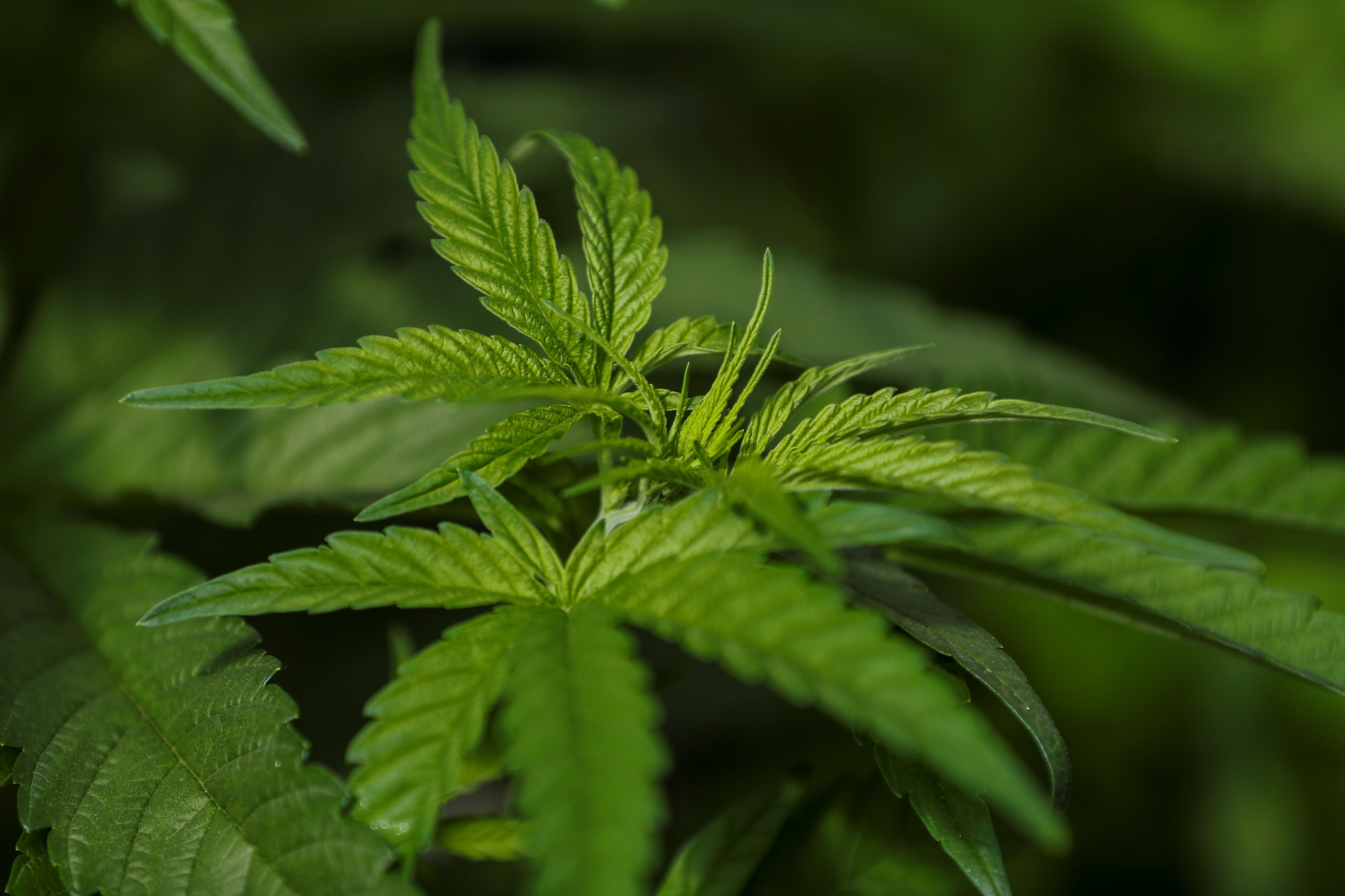 Panamá legaliza el uso medicinal y terapéutico del cannabis