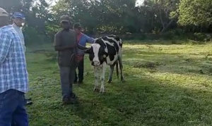 Ganaderos denuncian haitianos y dominicanos roban animales en Dajabón