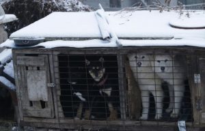 El primer ministro de Corea del Sur anunció que su Gobierno formará un grupo consultor para ponderar una eventual prohibición del consumo de carne de perro