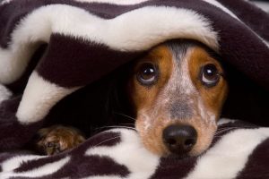 Cómo cuidar los animales y evitarles sufrimiento por la pirotecnia