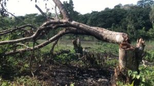 Desaprensivos casi acaban con zona boscosa en Sabana Grande de Boyá 
