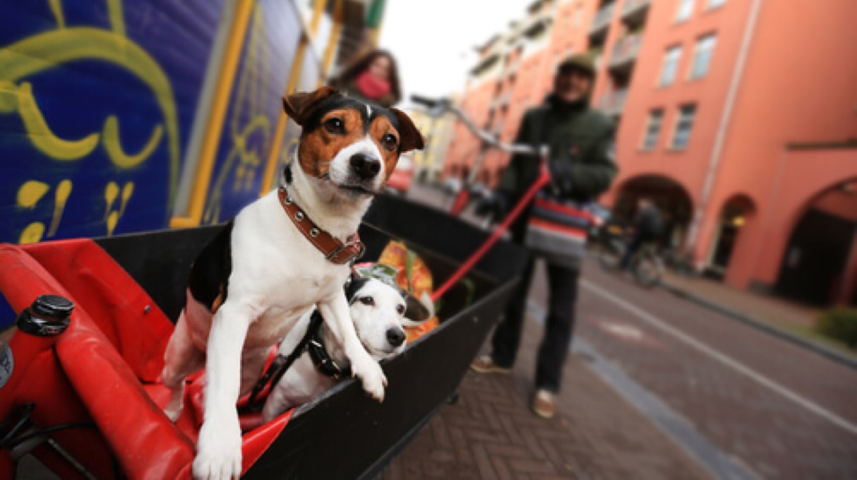 Perros callejeros en Países Bajos: ¿Cómo lo solucionaron?