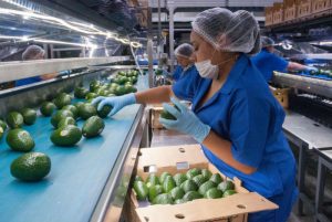 Suspensión de aguacates mexicanos a EEUU representa oportunidad a RD