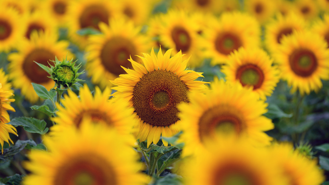 Europa podría quedarse sin aceite de girasol por situación en Ucrania