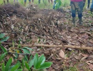 Haitiano mata joven y lo entierra en finca de María Trinidad Sánchez