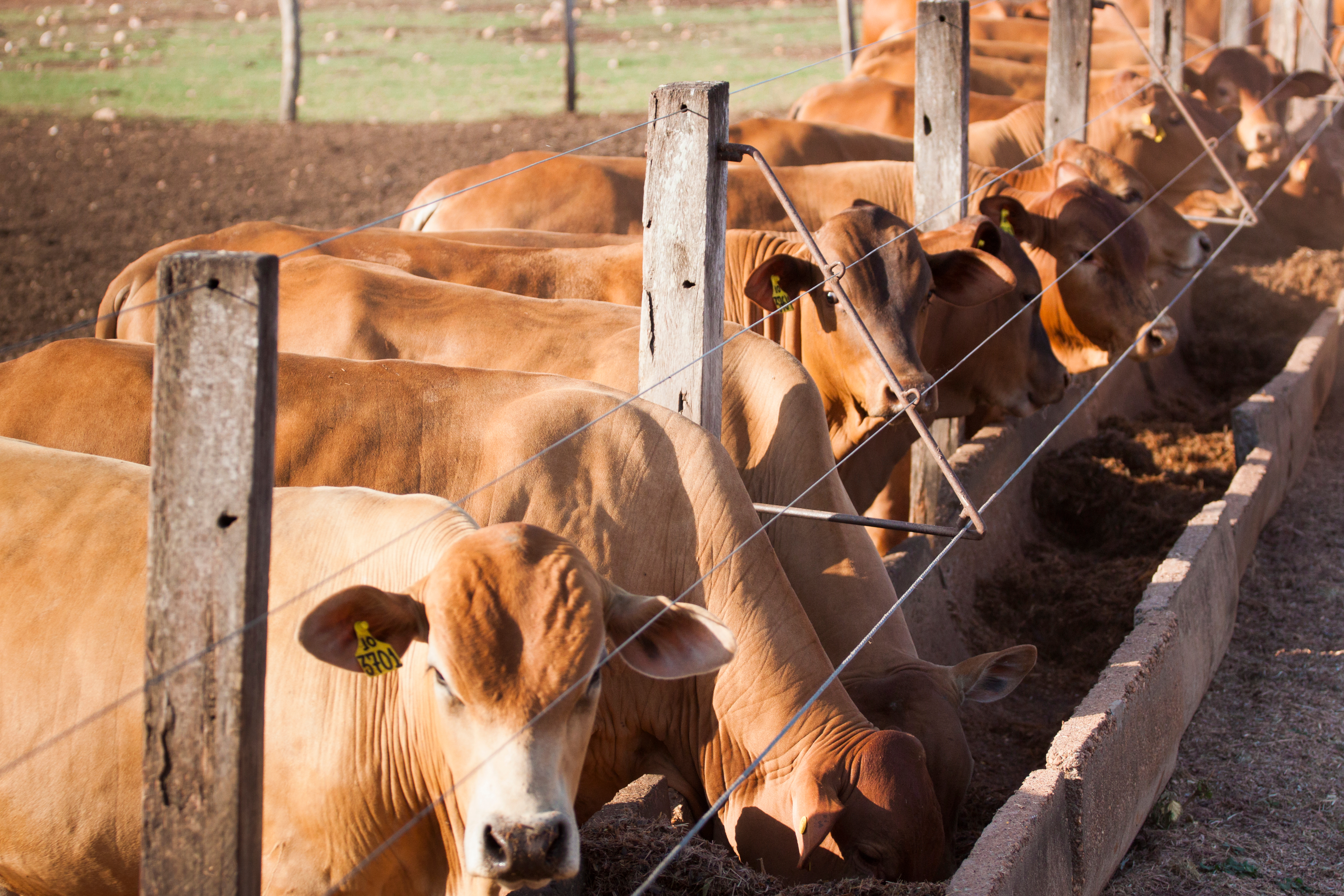 Dirección de ganadería segura protege la pecuaria dominicana