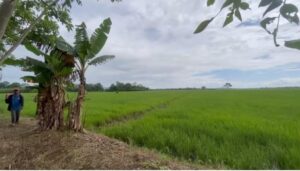 Productores de arroz no han recibido ayuda que Abinader les prometió 