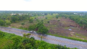 Procuraduría ambiental presenta acusación contra empresa por corte de cientos de árboles 