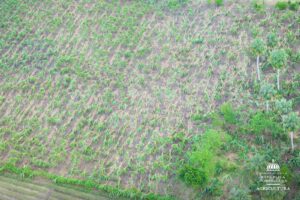 Lluvias provocan daños a productores avícolas y de plátanos en Cibao