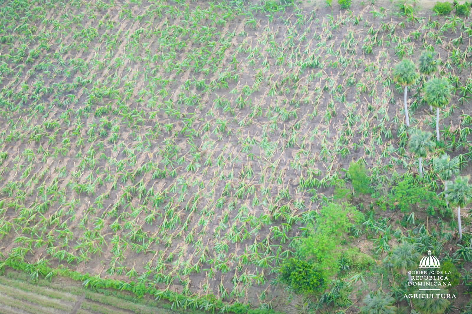 Lluvias provocan daños a productores avícolas y de plátanos en Cibao