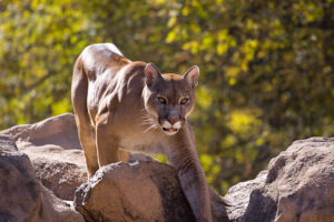 Niña sobrevive al ataque de un puma en Washington