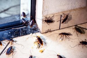 Cientos de cucarachas son liberadas en un tribunal de Nueva York durante audiencia