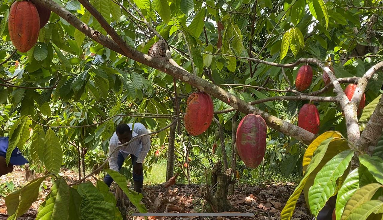Productores temen ser desalojados de terrenos en Bayaguana