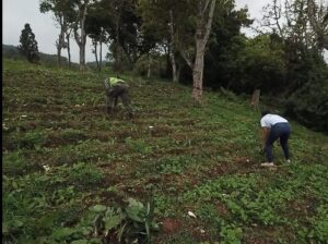 Apresan decenas de nacionales haitianos y desmantelan cultivos en sierra de Bahoruco 