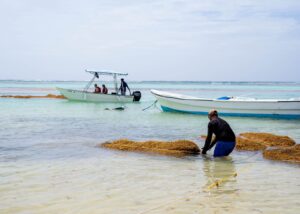 Origin by Ocean inicia exportación de sargazo desde República Dominicana 