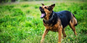 Consecuencias en tu cuerpo por mordida de perro con rabia