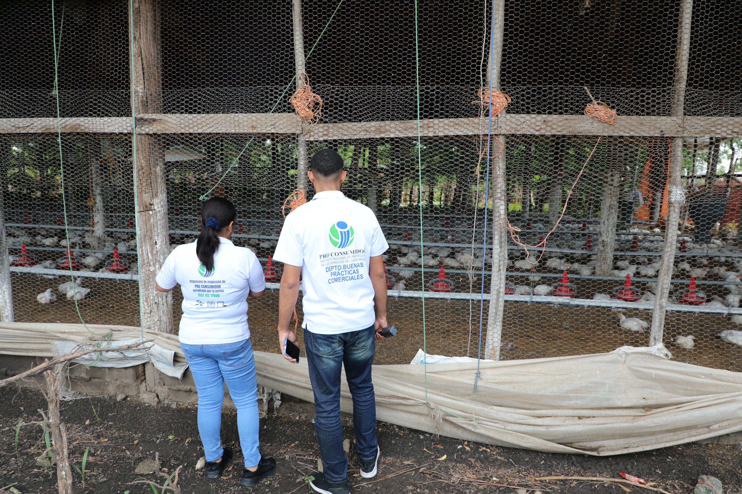 Pro Consumidor realiza operativos para evitar especulación comercial con la carne de pollo