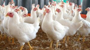 Gobierno importará 2 millones de pollos; en el país se consumen 600 mil diarios  